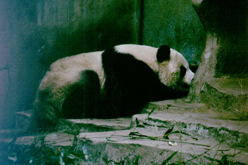 chen-11