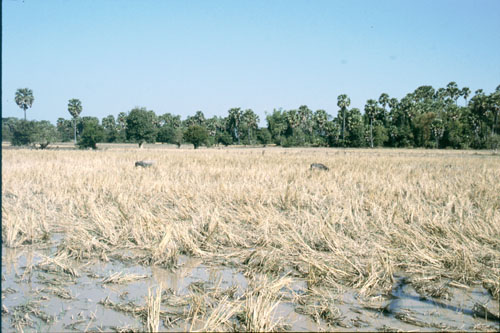 laos-2