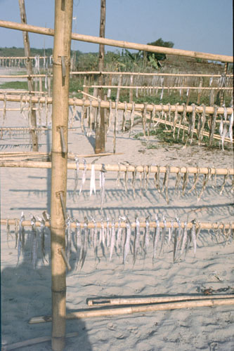setse-1