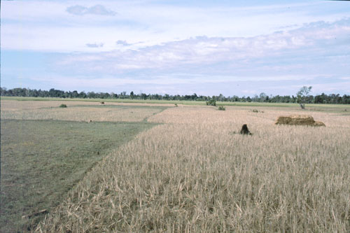 sthom-5